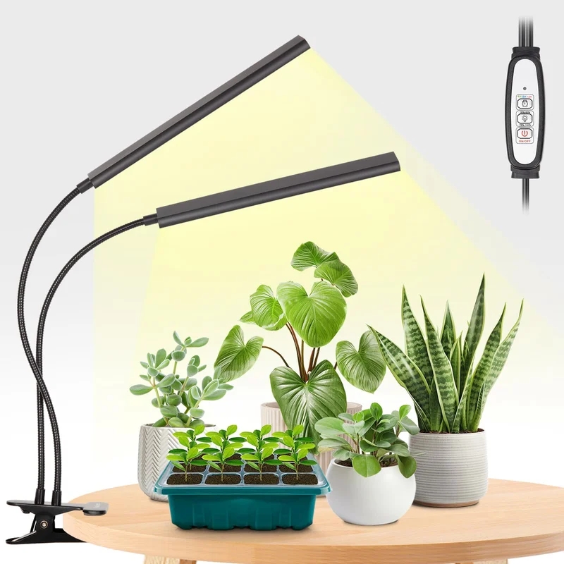 lightsdaddy240356