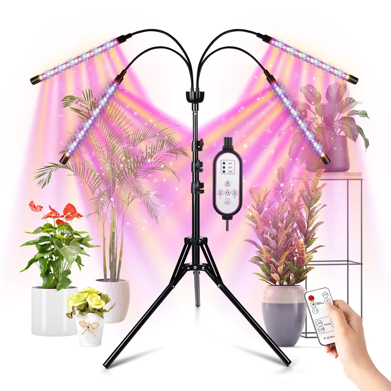 lightsdaddy250525