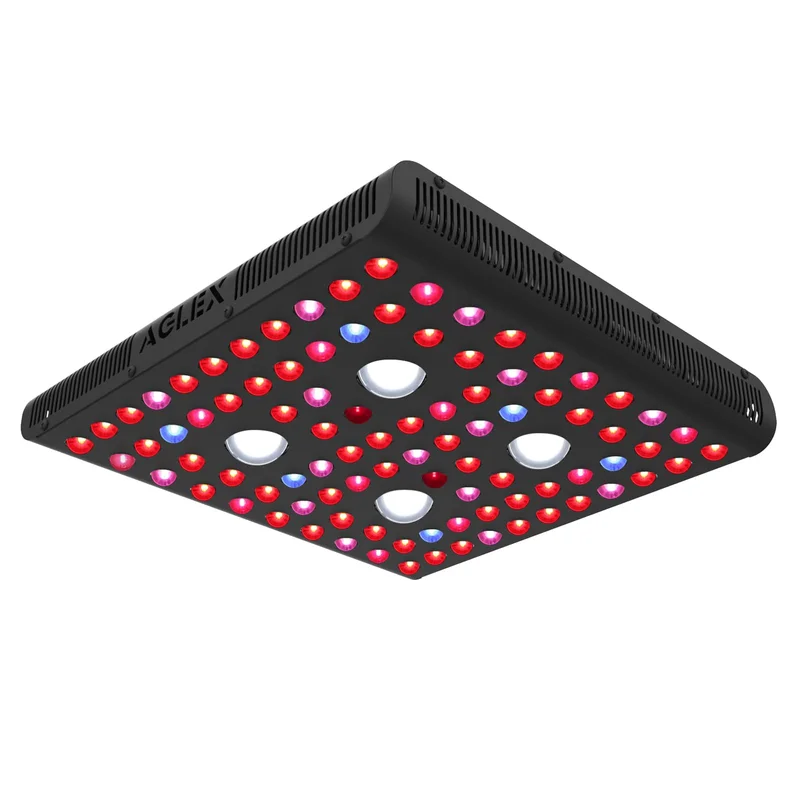 lightsdaddy313864