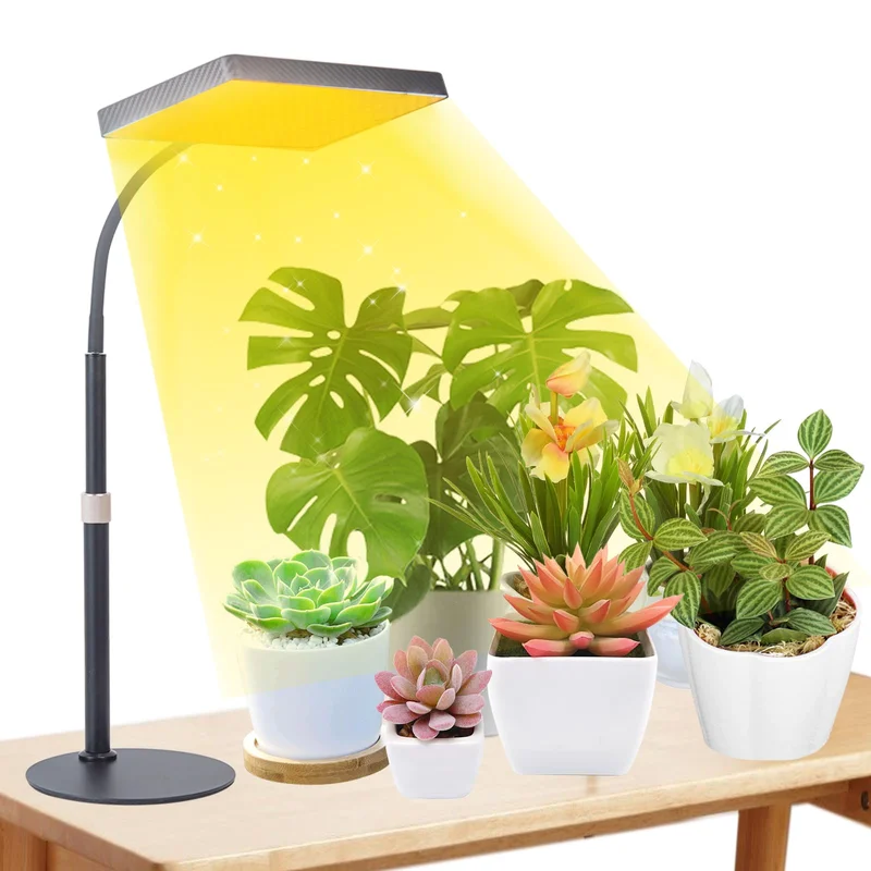 lightsdaddy350364