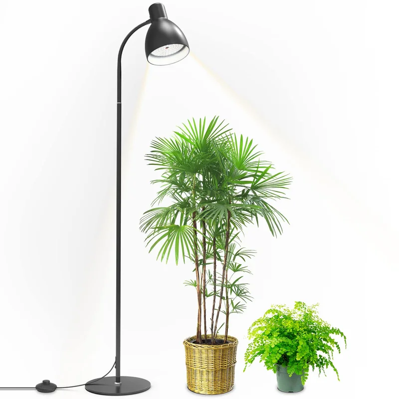lightsdaddy355077