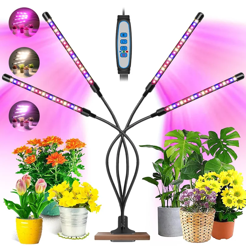 lightsdaddy396561