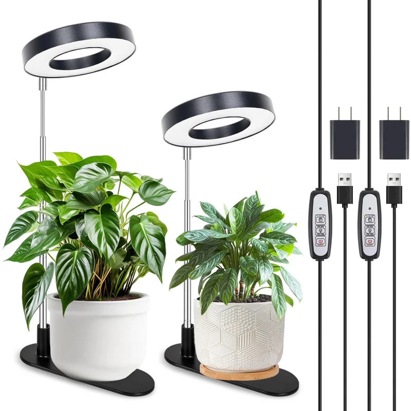 lightsdaddy404943