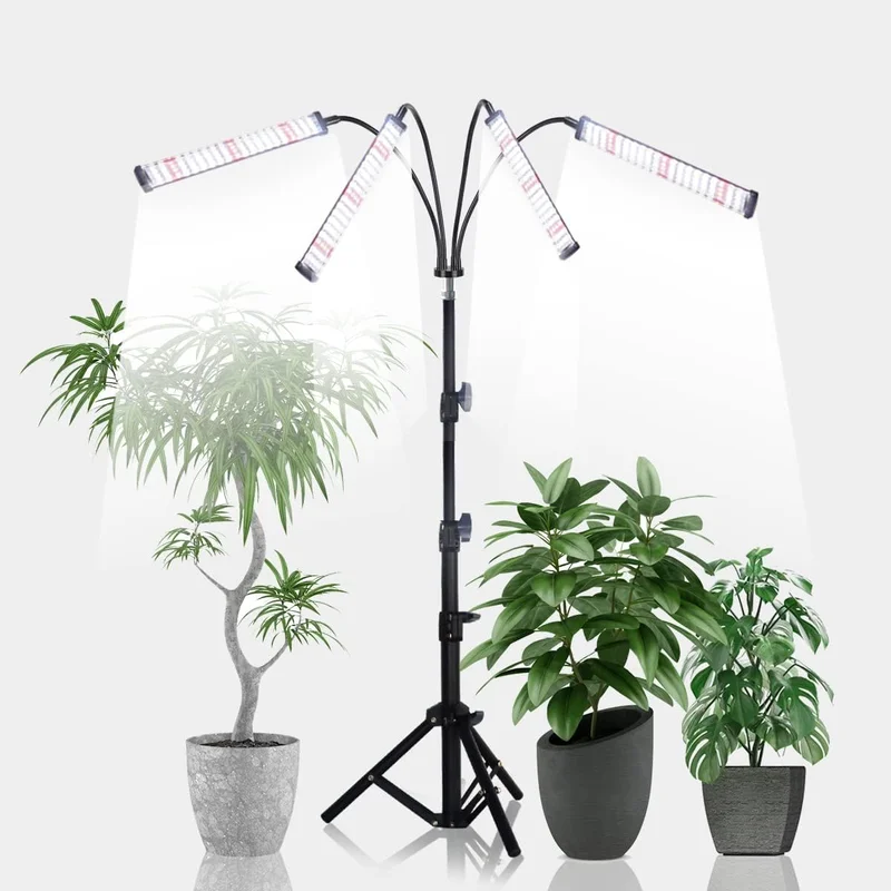 lightsdaddy405820