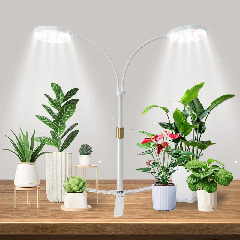 lightsdaddy408045