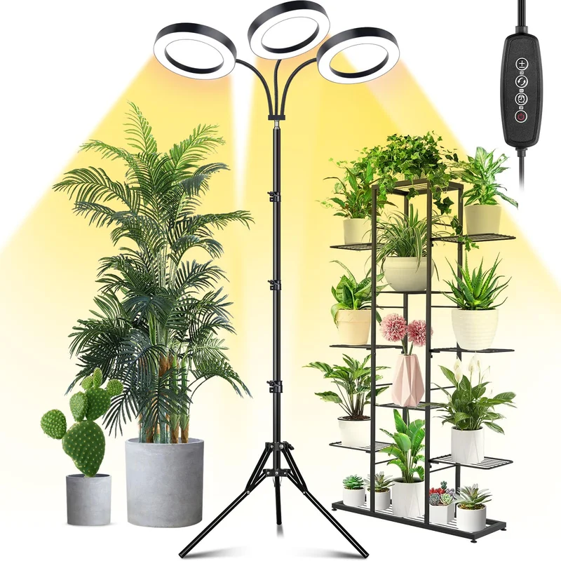 lightsdaddy656164