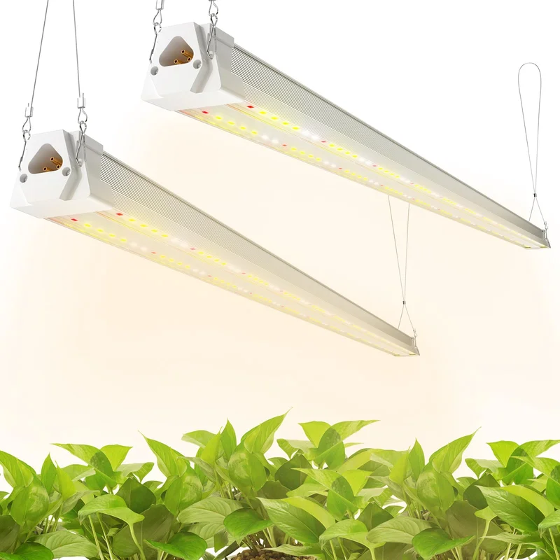 lightsdaddy67172